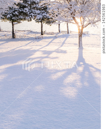 A park scene around Togo Pond, where fresh snow glows orange in the morning light. A park scene around Togo Pond, where fresh snow glows orange in the morning light. 142561983