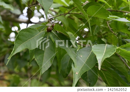Fruits and leaves of Lonicera japonica Fruits and leaves of Lonicera japonica 142562052