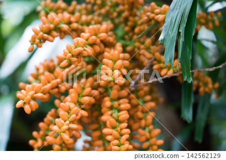 八丈植物園的黑樹 142562129