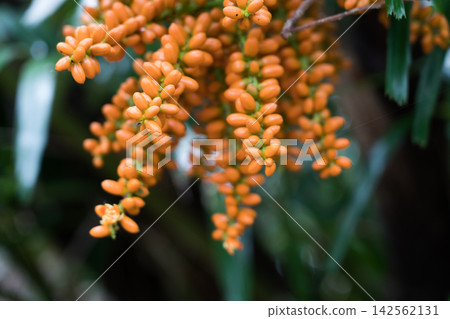 八丈植物園的黑樹 八丈植物園的黑樹 142562131