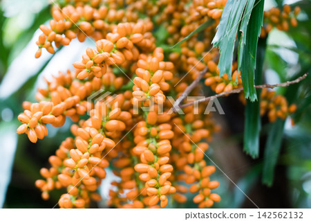八丈植物園的黑樹 八丈植物園的黑樹 142562132