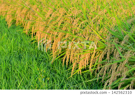 Harvest season: Golden rice in Nishi Ward, Saitama City Harvest season: Golden rice in Nishi Ward, Saitama City 142562310