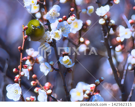 白梅花和中世紀 白梅花和中世紀 142562315
