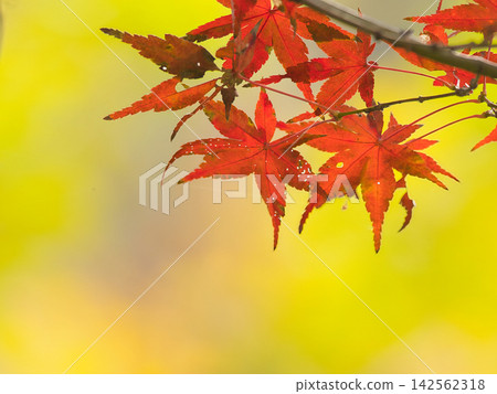 Bright autumn leaves Bright autumn leaves 142562318