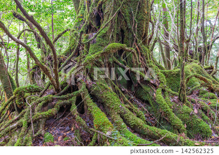屋久島白谷雲水峽:苔蘚森林(秋季) 屋久島白谷雲水峽:苔蘚森林(秋季) 142562325