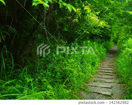 沿著廢棄的鐵路線,一條由鐵路枕木鋪成的步道蜿蜒而過,周圍綠樹成蔭。 沿著廢棄的鐵路線,一條由鐵路枕木鋪成的步道蜿蜒而過,周圍綠樹成蔭。 142562982
