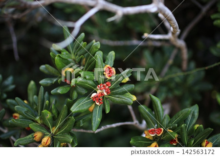 Red Tobera fruit Red Tobera fruit 142563172