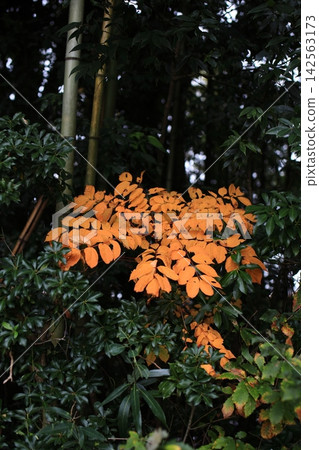 The lacquer tree changes color The lacquer tree changes color 142563173