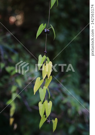 The leaves and bulbils of the wild yam are changing color. The leaves and bulbils of the wild yam are changing color. 142563174