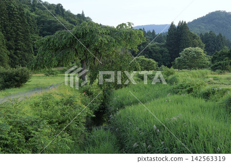 新川螢火蟲村景色,新川是新川的支流(宮城縣仙台市) 新川螢火蟲村景色,新川是新川的支流(宮城縣仙台市) 142563319