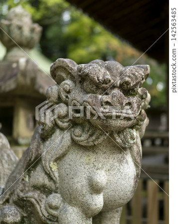 神社守護獅犬的特寫鏡頭 神社守護獅犬的特寫鏡頭 142563485