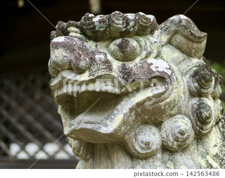 神社守護獅犬的特寫鏡頭 神社守護獅犬的特寫鏡頭 142563486