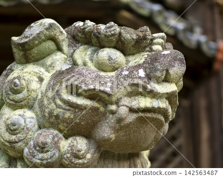 神社守護獅犬的特寫鏡頭 神社守護獅犬的特寫鏡頭 142563487