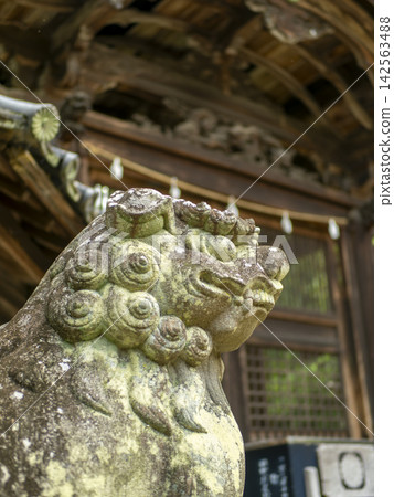 神社守護獅犬的特寫鏡頭 神社守護獅犬的特寫鏡頭 142563488