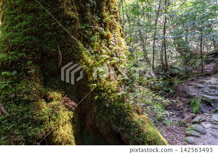 Yakushima Shiratani Unsuikyo Gorge: Forest of Sunlight Filtering Through the Trees (Autumn) Yakushima Shiratani Unsuikyo Gorge: Forest of Sunlight Filtering Through the Trees (Autumn) 142563493