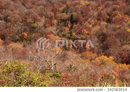 In Nanagatake, Fukushima Prefecture, the foothills of Minami-Aizu are enveloped in orange autumn foliage. 142563614