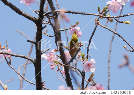 白眼吸梅花蜜 白眼吸梅花蜜 142563698