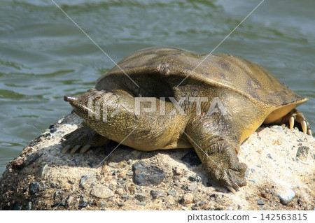Soft-shelled turtle drying its shell Soft-shelled turtle drying its shell 142563815