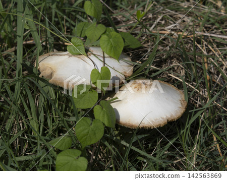Large white parasol mushroom growing in a field on the riverbank 142563869