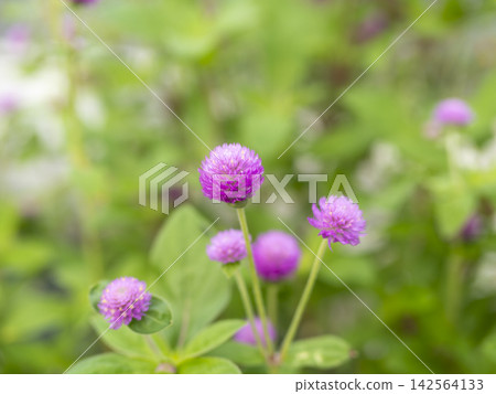 Gomphrena flowers blooming in the park's flowerbeds Gomphrena flowers blooming in the park's flowerbeds 142564133