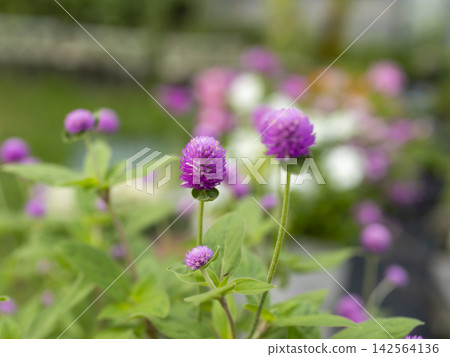 Gomphrena flowers blooming in the park's flowerbeds 142564136