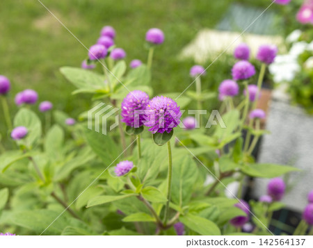 Gomphrena flowers blooming in the park's flowerbeds Gomphrena flowers blooming in the park's flowerbeds 142564137