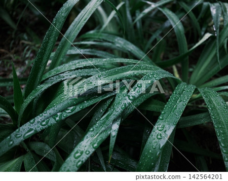雨水浸透的綠葉和雨滴 142564201