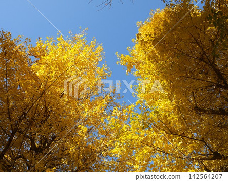 秋天的落葉風景在藍天中閃耀 秋天的落葉風景在藍天中閃耀 142564207