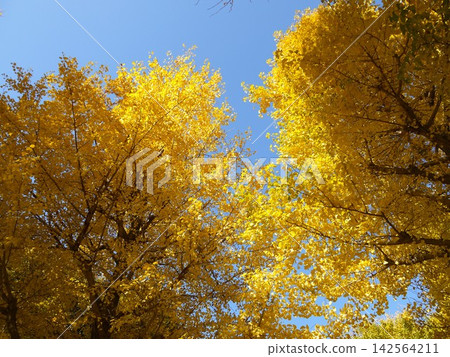 The yellow-colored ginkgo biloba The yellow-colored ginkgo biloba 142564211