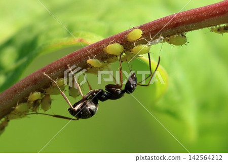 Ants that came to catch aphids Ants that came to catch aphids 142564212