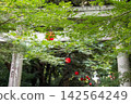綠樹成蔭的神社裡，一座石砌鳥居和紅色燈籠映襯著 142564249