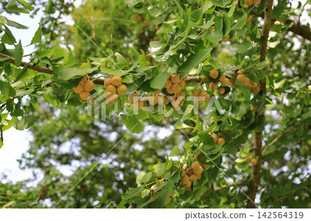 Gingko fruit changing color Gingko fruit changing color 142564319