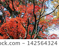 秋季的兼六園：紅楓葉與藍天和樹幹形成鮮明對比，構成一幅生氣勃勃的美景。 142564324