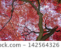 秋季的兼六園，一片火紅的楓葉覆蓋著大地，一直延伸到視線盡頭。 142564326