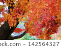 兼六園的秋葉：粗壯的樹幹和絢麗的橙色漸變。 142564327
