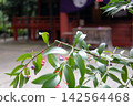 日本神社的景色 142564468
