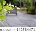 一片綠意盎然的景象，一條模糊的石板路通往一座神社。 142564471