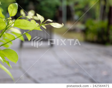 一片綠意盎然的景象,一條模糊的石板路通往一座神社。 一片綠意盎然的景象,一條模糊的石板路通往一座神社。 142564471