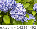 Temari blooming hydrangea 142564492