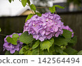 Hydrangeas blooming in the clear in the rainy season 142564494