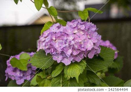 繡球花在雨季清澈盛開 142564494