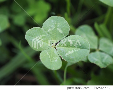 財富四葉三葉草 財富四葉三葉草 142564589