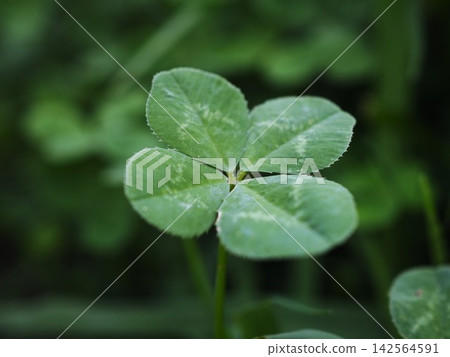 財富四葉三葉草 財富四葉三葉草 142564591
