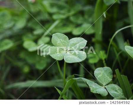 Fortune four leaf clover Fortune four leaf clover 142564592