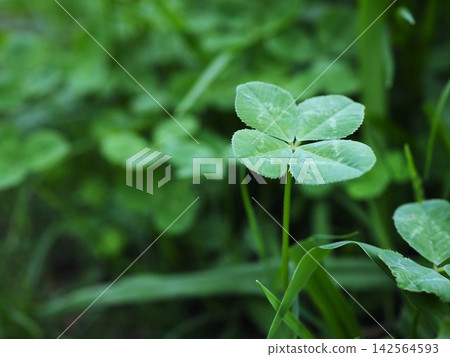 財富四葉三葉草 財富四葉三葉草 142564593