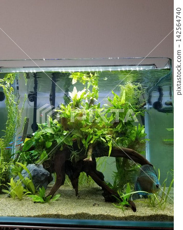 在佈置了沉木的種植水族箱中,可以看到七彩神仙魚在游泳。 在佈置了沉木的種植水族箱中,可以看到七彩神仙魚在游泳。 142564740