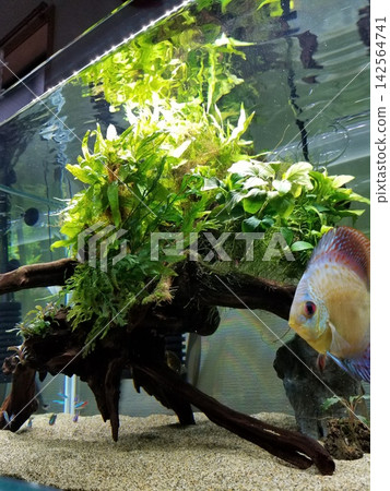 一條紅色的七彩神仙魚在種滿水草的水族箱裡遊來游去。 142564741