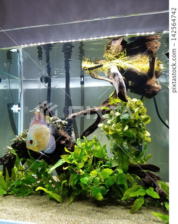 一個種植了水草、放置了沉木和七彩神仙魚的水族箱。 142564742