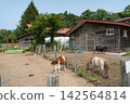 馬術公園（小岩牧場牧場花園）的馬匹 142564814