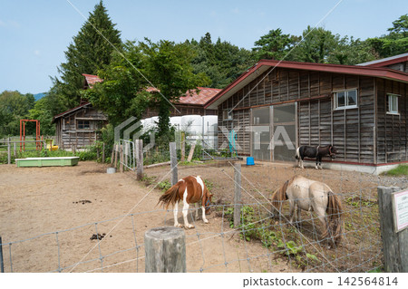 馬術公園(小岩牧場牧場花園)的馬匹 馬術公園(小岩牧場牧場花園)的馬匹 142564814